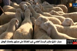 المسيلة/ إنخفاض في أسعار المواشي والكبش بـ 4 ملايين