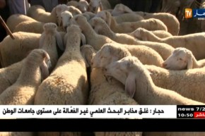 المسيلة/ إنخفاض في أسعار المواشي والكبش بـ 4 ملايين