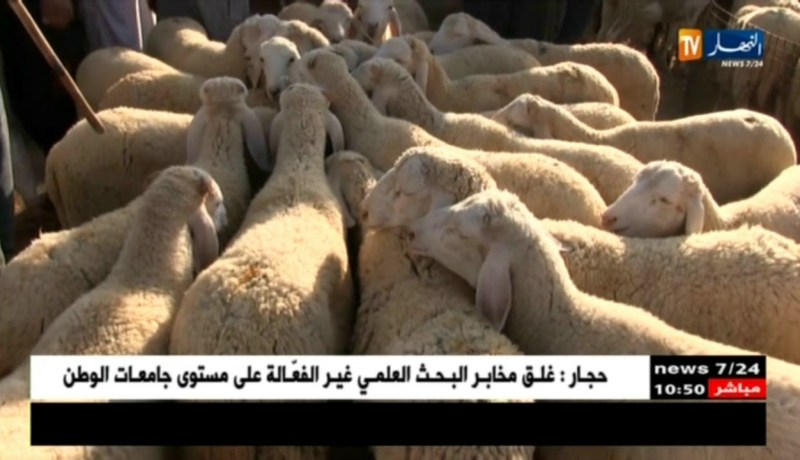المسيلة/ إنخفاض في أسعار المواشي والكبش بـ 4 ملايين
