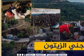 روبورتاج: جني الزيتون .. موروث شعبي أصيل