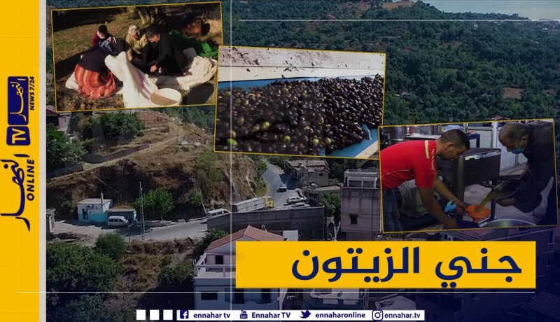 روبورتاج: جني الزيتون .. موروث شعبي أصيل