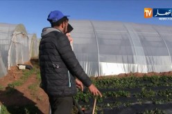 فلاحة/ زراعة الفراولة…حكاية شاب رفع التحدي
