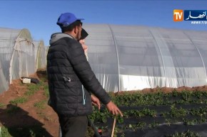 فلاحة/ زراعة الفراولة…حكاية شاب رفع التحدي
