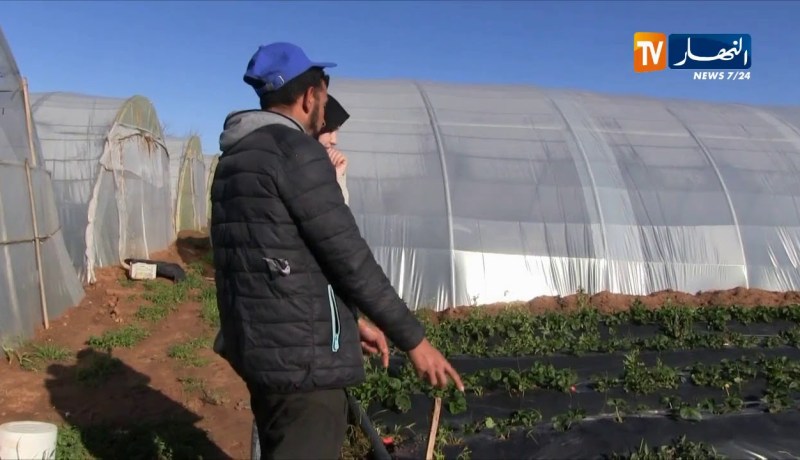 فلاحة/ زراعة الفراولة…حكاية شاب رفع التحدي