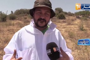 جزائريون/ تربية النحل بولاية تيارت منتعشة رغم العراقيل