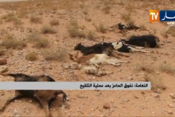 النعامة/ نفوق الماعز بعد عملية التلقيح