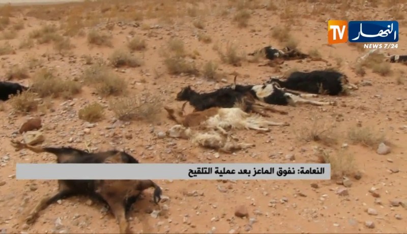 النعامة/ نفوق الماعز بعد عملية التلقيح