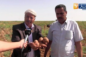 سعيدة : إهتراء الطرقات يحول دون تسوق مادتي البطاطا والبصل