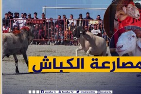 جربها معانا: “الغرام” مصارعة الكباش .. أكثر الهوايات شعبية في أوساط الشباب