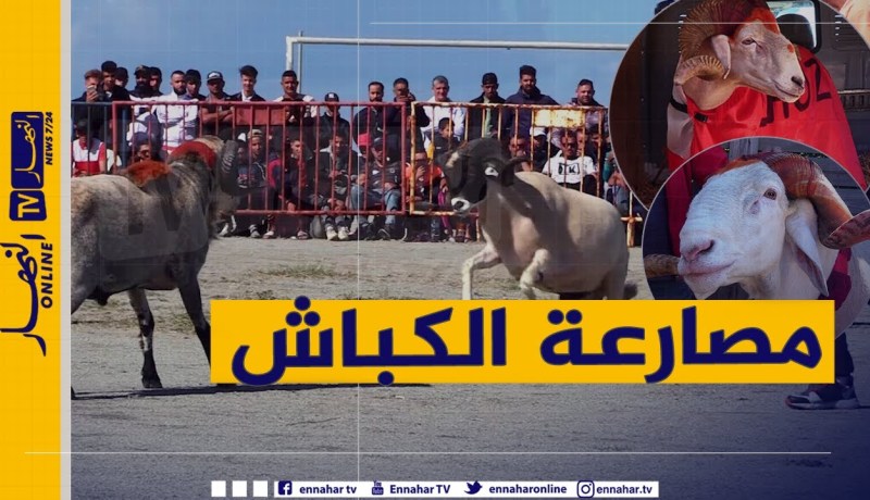 جربها معانا: “الغرام” مصارعة الكباش .. أكثر الهوايات شعبية في أوساط الشباب