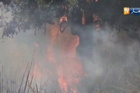 مصالح الحماية المدنية تسجل 46 حريقا عبر 19 ولاية