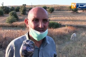 قالمة: عام إستثنائي لعيد الاضحى..  وسط إنتشار وباء كورونا وغلاء اسعار الاضاحي