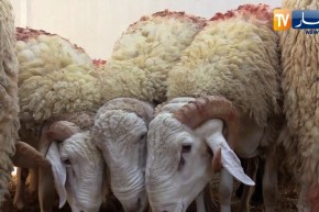 ما بين 10 ملايين و45 مليون سنتيم   كباش عملاقة تباع بسانكوري