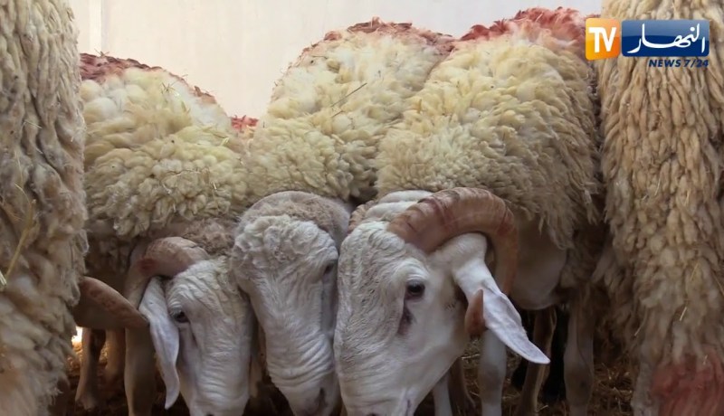 ما بين 10 ملايين و45 مليون سنتيم   كباش عملاقة تباع بسانكوري