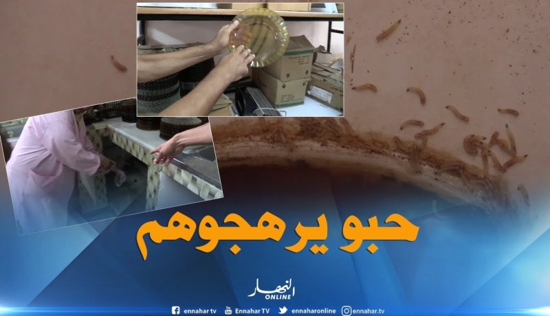 الطارف: الدود يغزو مراحيض إبتدائية العمري بن سعيد.. وصحون “يرهجو” بها التلاميذ