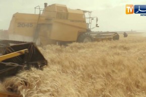 الأغواط: إنطلاق موسم الحصاد والدرس بالمزرعة النموذجية نمير طاهر بتاجموت