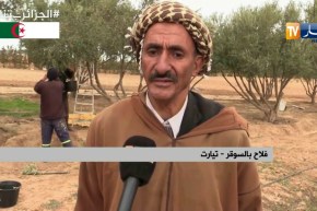 تيارت “الدلو” ..الطريقة المفضلة لجني الزيتون رغم العصرنة بالسوقر