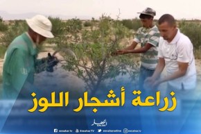 باتنة : زراعة أشجار اللوز بأولاد عمار..تجربة ناجحة رغم العراقيل !!