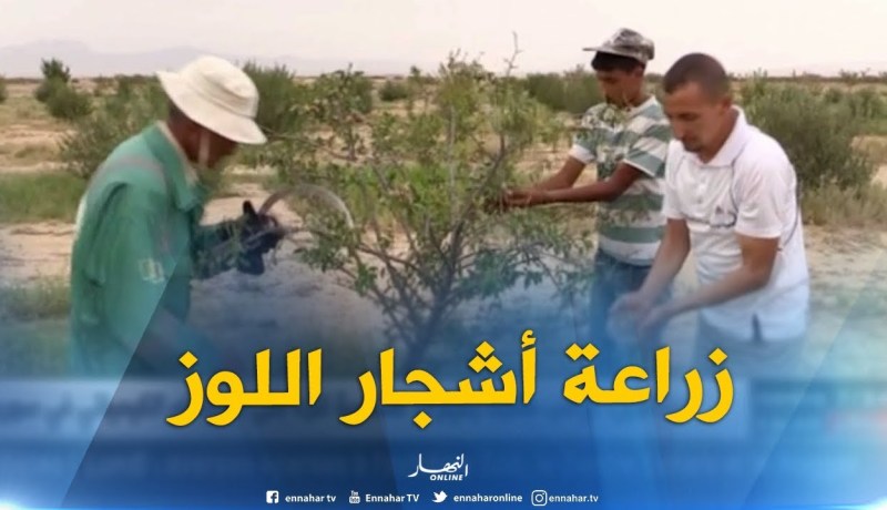باتنة : زراعة أشجار اللوز بأولاد عمار..تجربة ناجحة رغم العراقيل !!