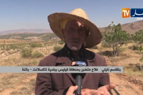 باتنة/ فلاحو تاكسلانت يتكبدون خسائر كبيرة بسبب البرد