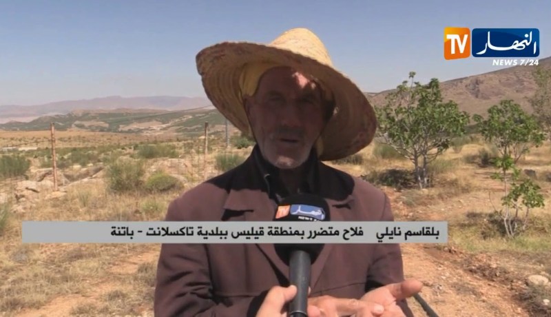 باتنة/ فلاحو تاكسلانت يتكبدون خسائر كبيرة بسبب البرد