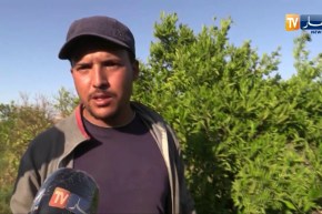 معسكر: غياب حصص السقي بالقيطنة يهدد الأشجار المثمرة والفلاحون يستغيثون