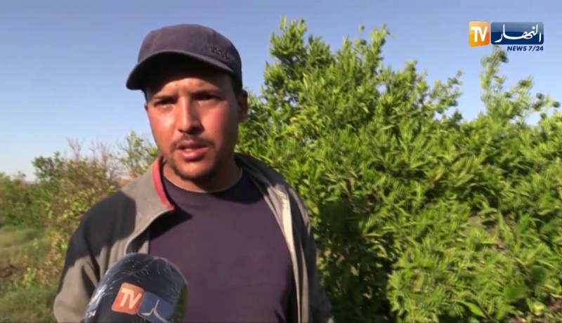 معسكر: غياب حصص السقي بالقيطنة يهدد الأشجار المثمرة والفلاحون يستغيثون