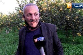 البليدة: نقص اليد العاملة في بساتين الحمضيات يرهن مستقبلها