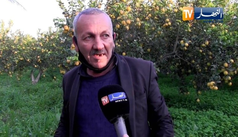 البليدة: نقص اليد العاملة في بساتين الحمضيات يرهن مستقبلها