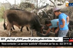 أضحى 2018: ارتفاع أسعار الأبقار يفوق 4 ملايين سنتيم