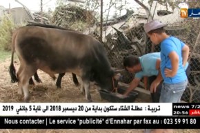 أضحى 2018: ارتفاع أسعار الأبقار يفوق 4 ملايين سنتيم