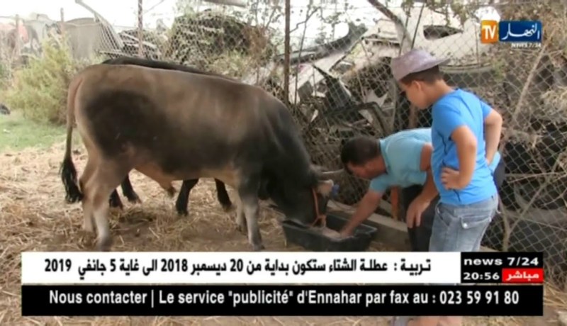 أضحى 2018: ارتفاع أسعار الأبقار يفوق 4 ملايين سنتيم