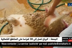 تعفن الأضاحي.. هذه هي نصائح بعض مربي المواشي عند النحر