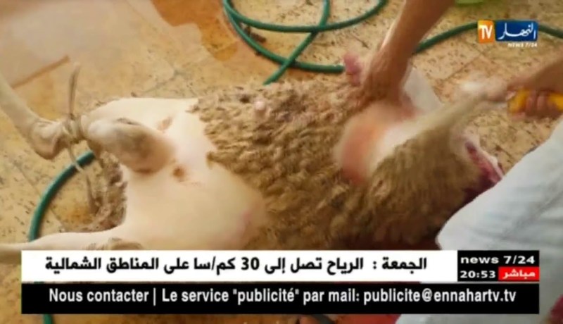 تعفن الأضاحي.. هذه هي نصائح بعض مربي المواشي عند النحر