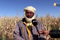 أدرار: وفرة في محصول الذرة الصفراء يقابله كساد الإنتاج وغياب التسويق