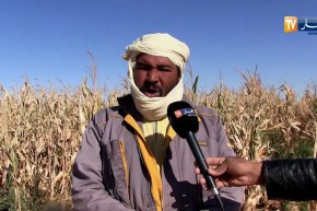 أدرار: وفرة في محصول الذرة الصفراء يقابله كساد الإنتاج وغياب التسويق