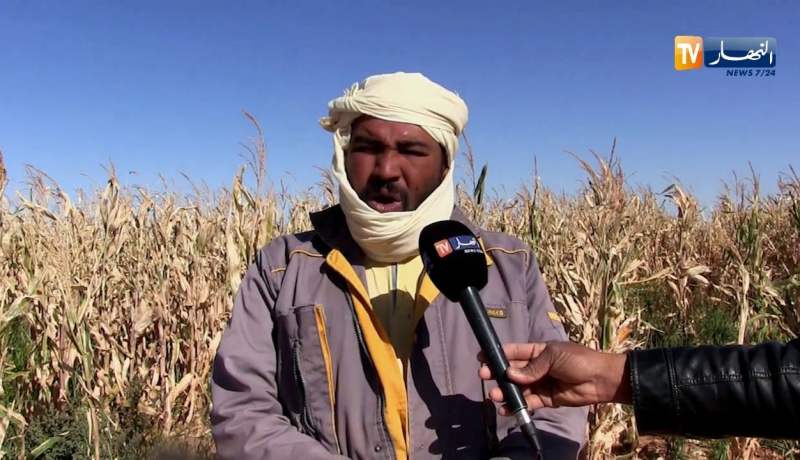 أدرار: وفرة في محصول الذرة الصفراء يقابله كساد الإنتاج وغياب التسويق