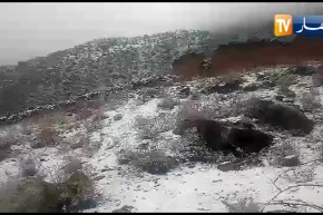 سوق اهراس: جبال أولاد إدريس تكتسي الحلة البيضاء