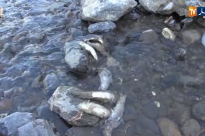 البليدة/ نفوق عدد كبير من الأسماك بحمام ملوان