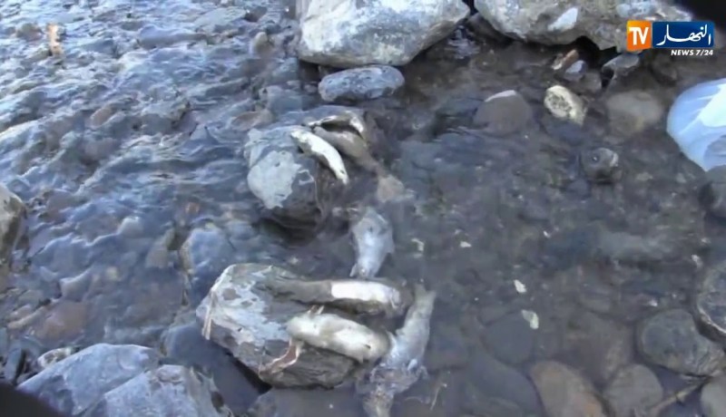 البليدة/ نفوق عدد كبير من الأسماك بحمام ملوان