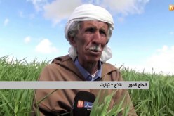 تيارت: “العادي”.. ظاهرة تعود هذا الموسم بسبب التساقط المعتبر للأمطار