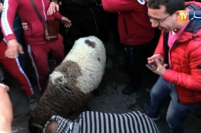 العاصمة: المتظاهرون في باب الواد يذبحون كبشا قرب ساحة الساعات الثلاثة