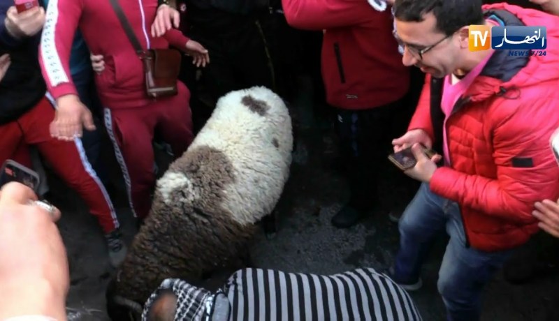 العاصمة: المتظاهرون في باب الواد يذبحون كبشا قرب ساحة الساعات الثلاثة