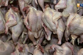 بشار: لعبيدي يدخل مجال الإسثتمار في تربية الدواجن و مشكل التسويق يرهن نشاطه