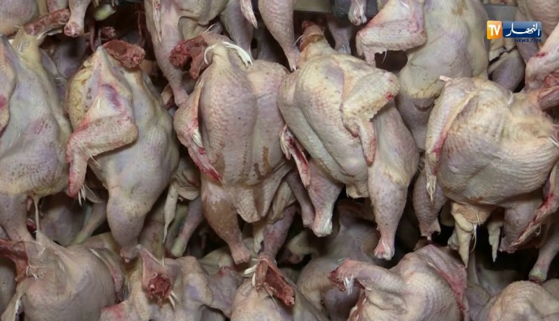 بشار: لعبيدي يدخل مجال الإسثتمار في تربية الدواجن و مشكل التسويق يرهن نشاطه