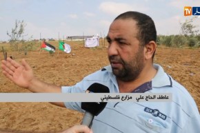 فلسطين/ زراعة أشجار زيتون تحمل أسماء شهداء الثورة الجزائرية بغزة