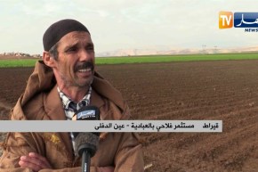 عين الدفلى: جائحة كورونا تعصف بمنتجي البطاطا و تحول نشاطهم إلى ضربة حظ