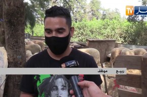 ثقافة: بيع أضحية العيد عبر مواقع التواصل الإجتماعي..  البديل في زمن كورونا