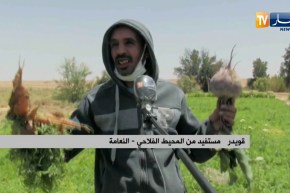 النعامة : فلاحو محيط بن زلاط بن الطاهر يطالبون بالماء والكهرباء