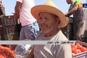 غليزان : خسائر كبيرة في منتوج الطماطم بفعل الأمراض الفطرية ونقص الدعم